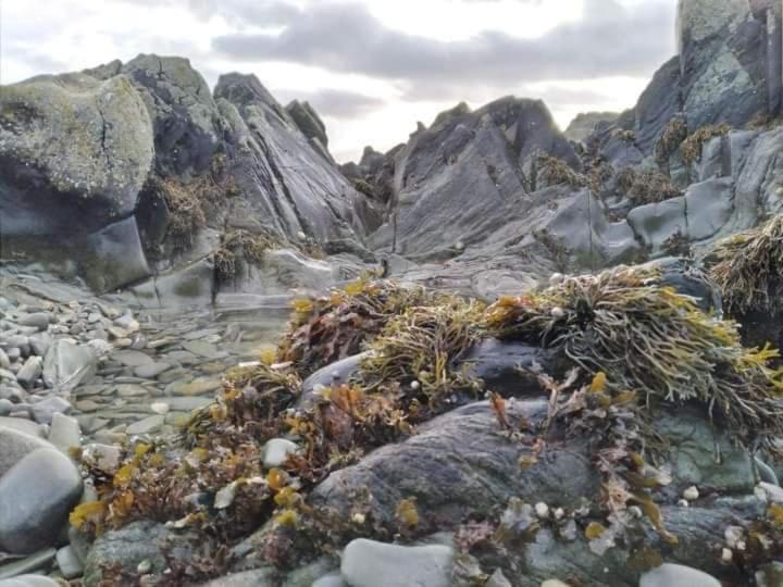 Port Lodge Northern Ireland Portaferry Esterno foto